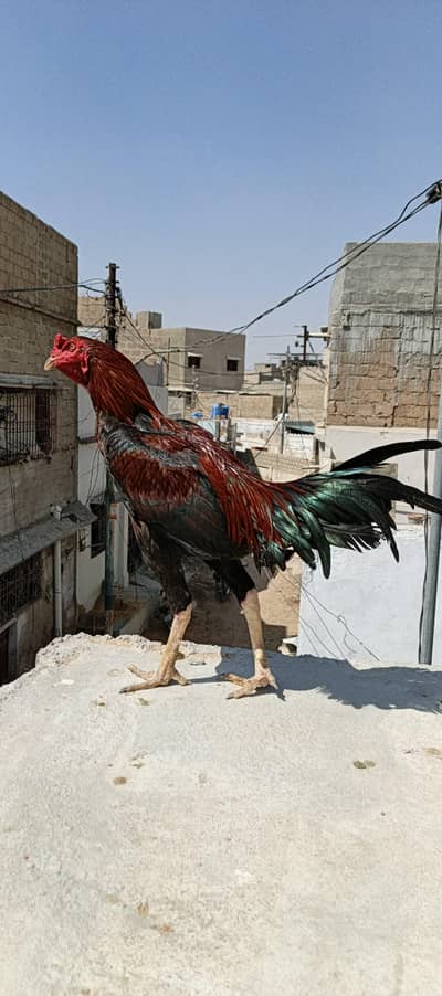 pure (Aseel Sindhi Mughal) Active and healthy