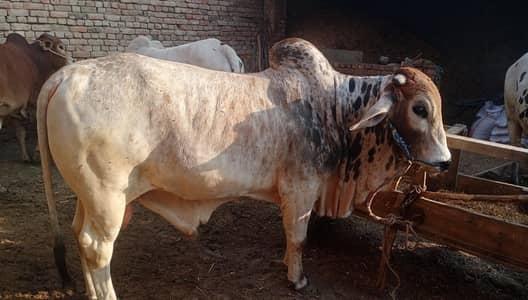 contact me 03045489488