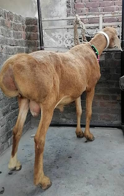 Very Big Size Top Quality Dumba