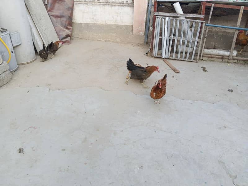 golden misri egg laying hen 0