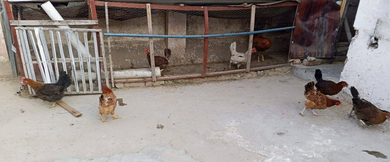 golden misri egg laying hen 1