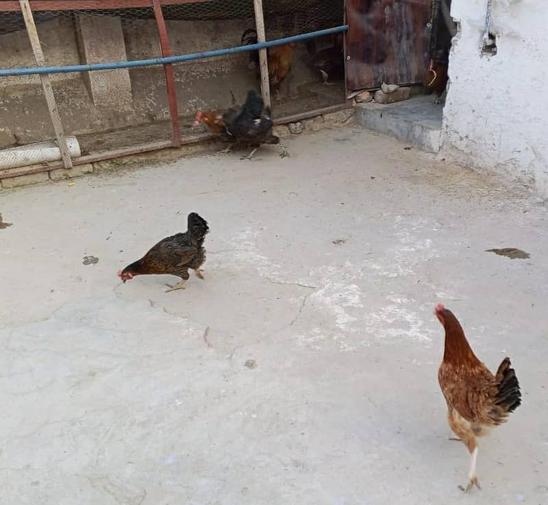 golden misri egg laying hen 2