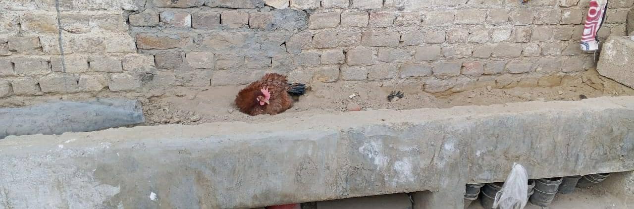 golden misri egg laying hen 3