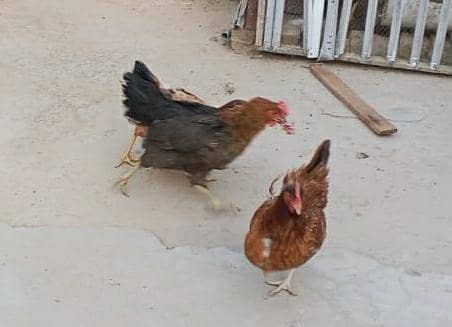 golden misri egg laying hen 4