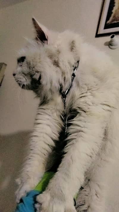 Persian male for sale