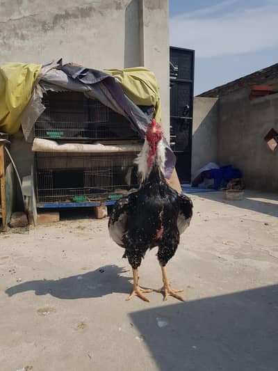 mashallah lazmi bola karyn  lasani aseel . sawa mushka