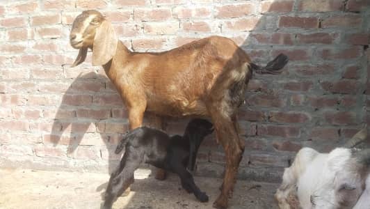 slam nagra cross goat for sale