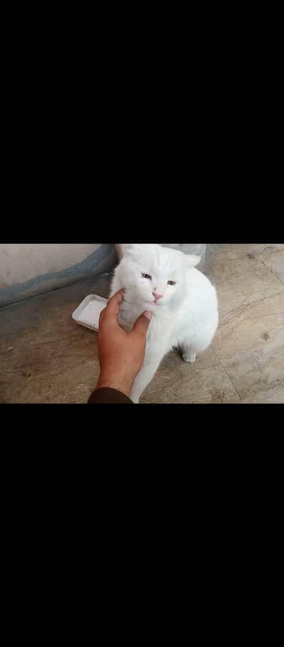 white Persian cat