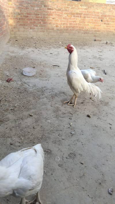 pure aseel paper white hen or murga for sale  03217460507