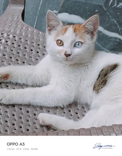 3 months old healthy kitten for adoption Karachi