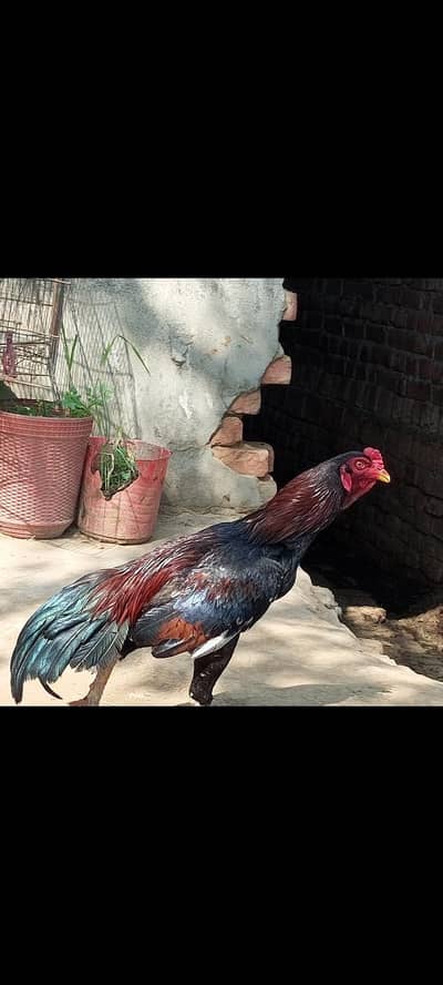 Aseel Murgha For Sale