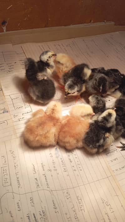 Ayam Cemani | Rir | Aseel | Australop Chicks and Eggs Eggs for sale