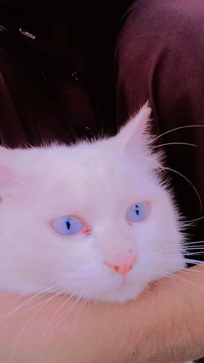 Pure Persian Cat for Sale – Healthy, Fluffy & Playful 