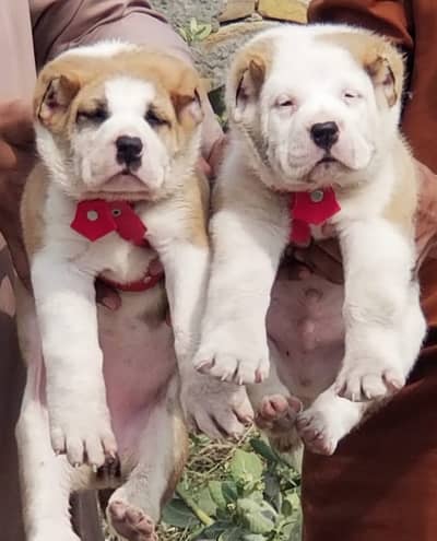 Alabai Pair / Alabai Dog /king Alabai Pair security dog for sale