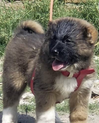 king kurdish kangal male dog /security dog for sale