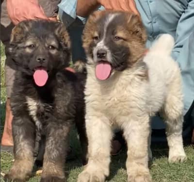 Alabai Pair / Alabai Dog /king Alabai Pair security dog for sale
