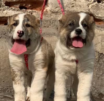 Alabai Pair / Alabai Dog /king Alabai Pair security dog for sale