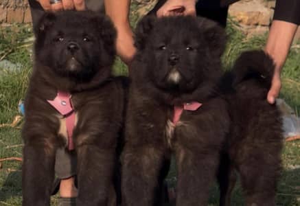 Bakharwal male  security dog for sale