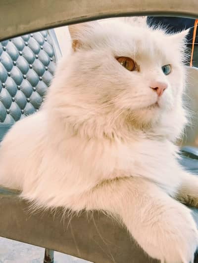 Persian cat old eyes for sale