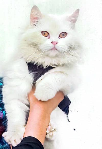 Persian triple coated female cat