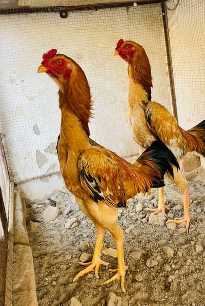 pure aseel 100 percent japanese shamo  male