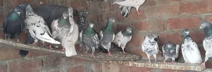 high flight pegion for sale