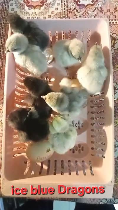 Dragon breed Available