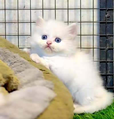 Cat | Kittens | Persian Cat Baby | ωâtsp /\/\€$ 06 | 5୨8 | 6719