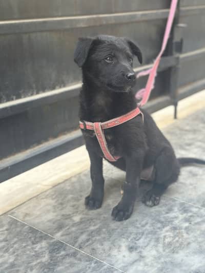 Belgian shepherd Female