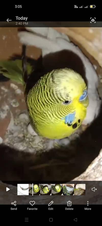 Australain breeder pair with cage 03066623459