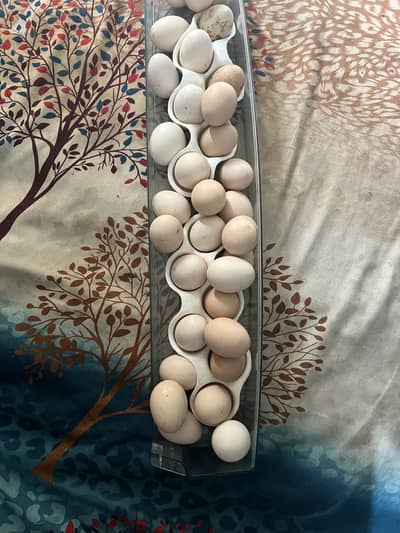 High quality aseel eggs available