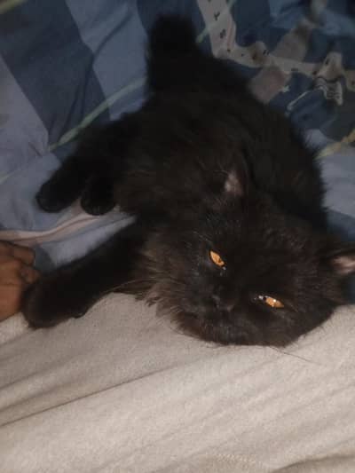 black mask Persian cat