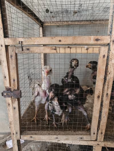 ASEEL CHIKS FOR SALE