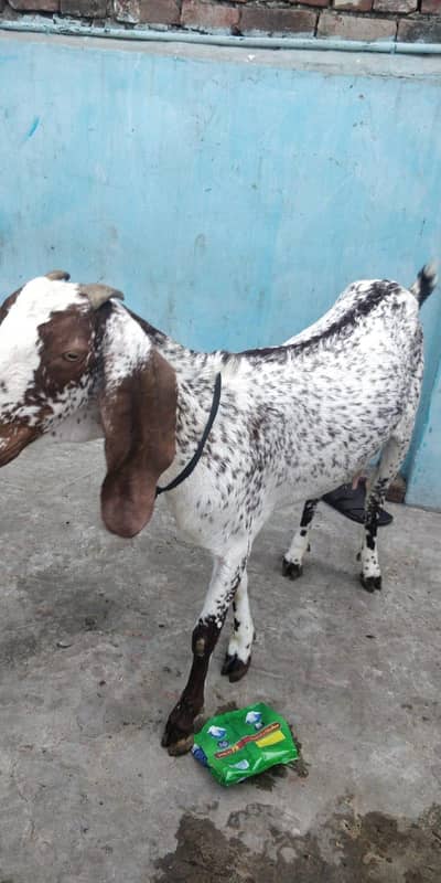 Makhi cheeni bakri gabban 03244591213