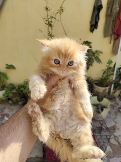 Healthy & Playful Kittens for Sale