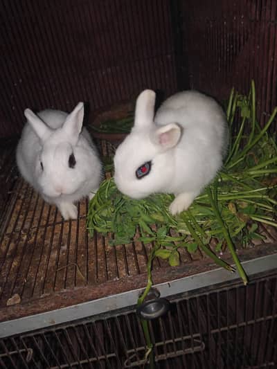 rabbit's childs