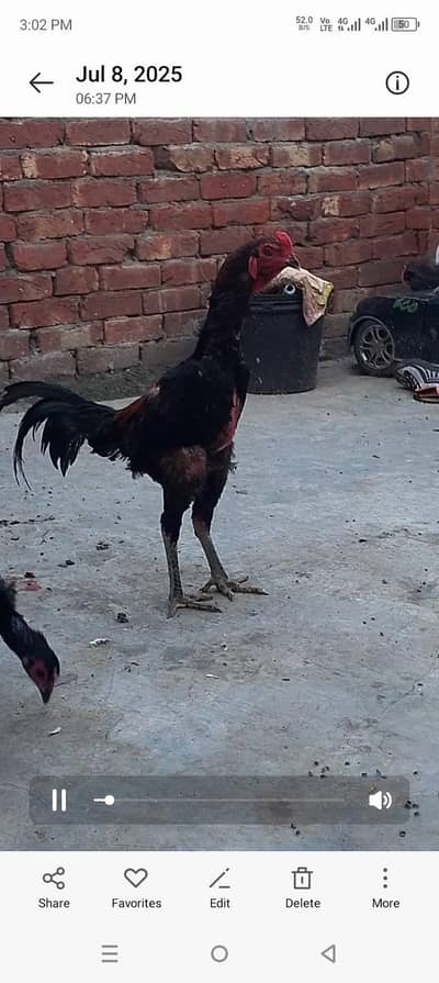 purety pakoy panus pair