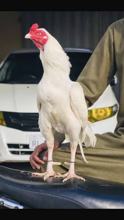 Aseel murga for sale