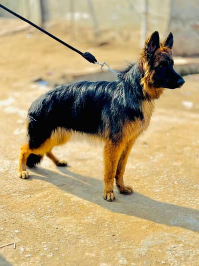 Long Stock Hair Black-Ten German Shepherd Female Available