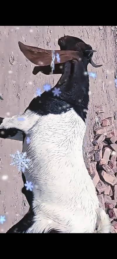 110kg live weight khassi 2 daant bakra