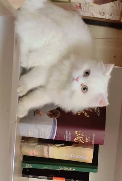Persian cat male triple coat . +92 323 4365263