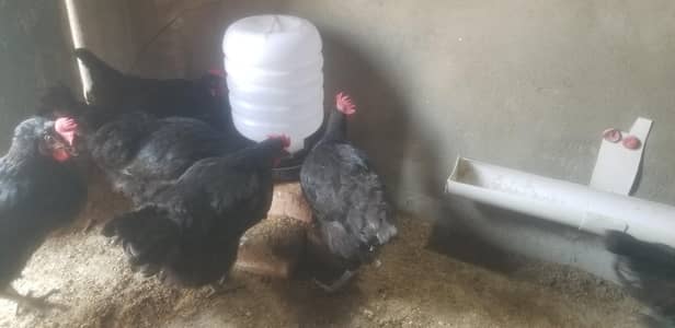 Lohman Black German, Roz anda dene wali murgi