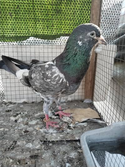 for sale computer0.3. 0.0. 4.2. 4.9. 6.0. 8