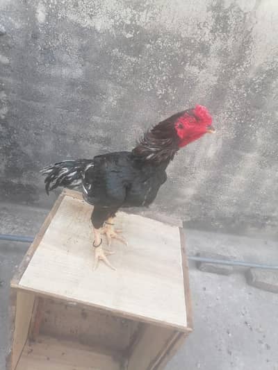 lassani high quality breeder /lakhi madi