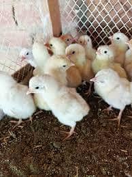 Heera Aseel Chicks