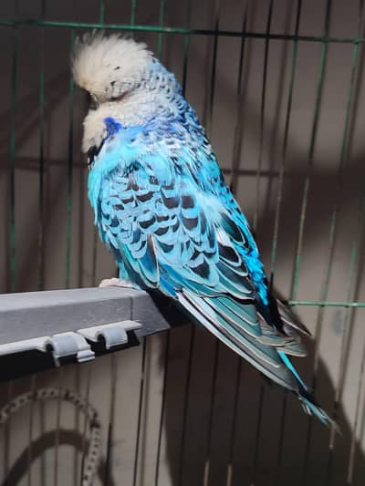 quality exhibition male for sale