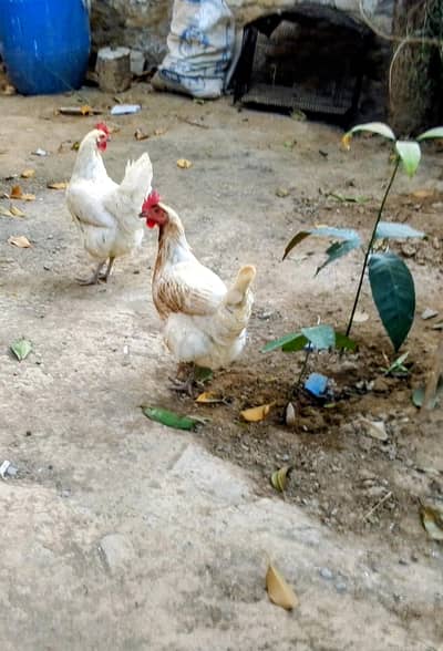 DESI MURGHIA 2 ADAD ANDO WALI