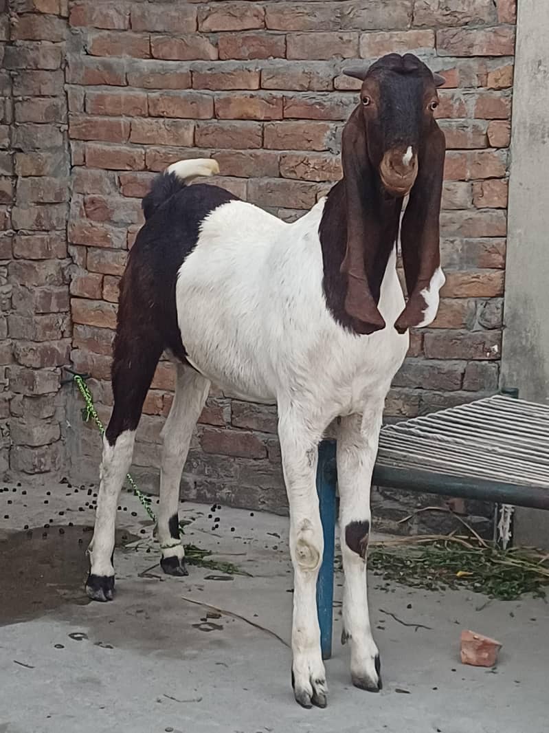 Bakra 1