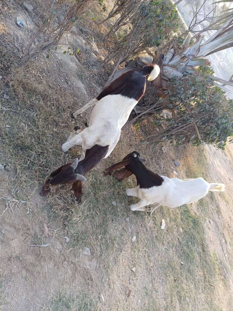 Bakra 3