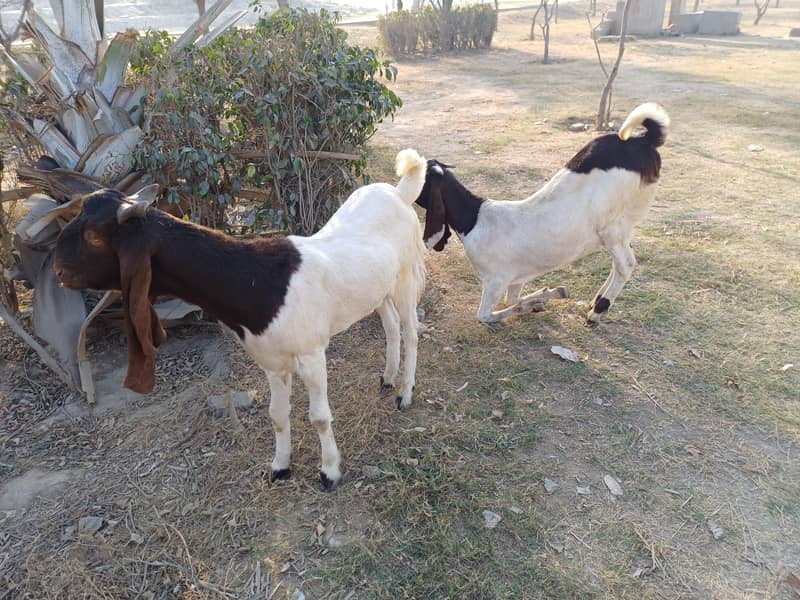 Bakra 4